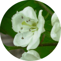 Espino - Crataegus Coccinea