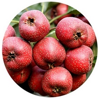 Espino - Crataegus Monogyna