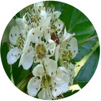 Crataegus Hupehensis