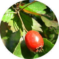 Crataegus Macrocarpa