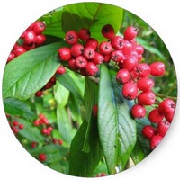 Espino Albar - Crataegus Oxyacantha