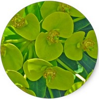 Euphorbia