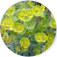 Euphorbia