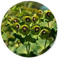 Euphorbia Characias