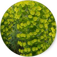 Euphorbia Characias