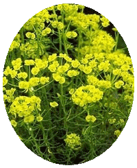 Euphorbia Cyparissias