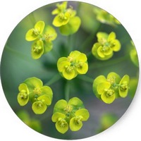 Euphorbia