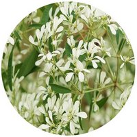 Euphorbia Leucocephala