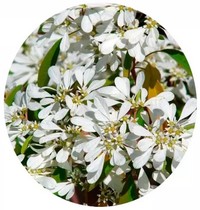 Euphorbia Leucocephala