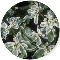 Euphorbia Marginata
