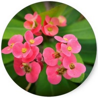 Euphorbia Milii