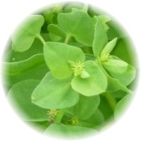 Euphorbia Peplus