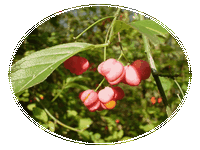 Euonymus Europaeus