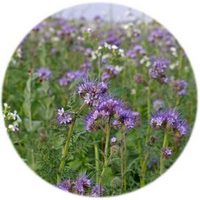 Phacelia Campanularia