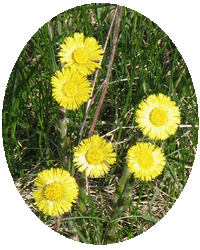 Tussilago Farfara