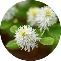 Fothergilla Major