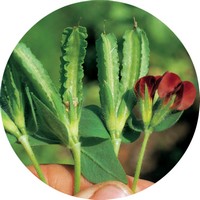 Goa Bean - Psophocarpus Tetragonolobus