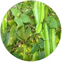 Goa Bean - Psophocarpus Tetragonolobus