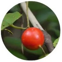 Garcinia Dulcis - Rata Fruit