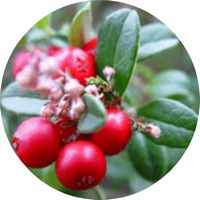 Gaultheria Procubens - Wintergreen