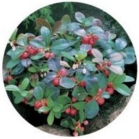 Gaultheria Procubens - Wintergreen