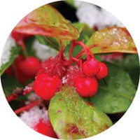 Gaultheria Procubens - Wintergreen