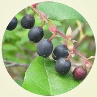 Gaultheria Shallon - Salalberry