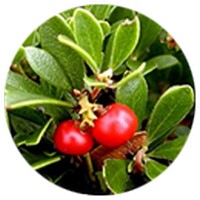 Arctostaphylos Uva-Ursi - Busserole