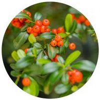 Arctostaphylos Uva-Ursi - Busserole