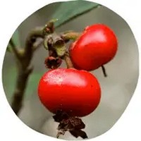 Arctostaphylos Uva-Ursi - Busserole