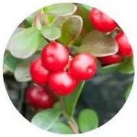 Arctostaphylos Uva-Ursi - Bearberry