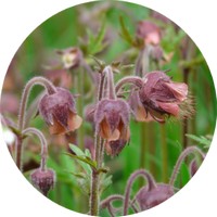 Geum Urbanum