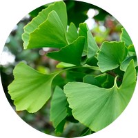 Ginkgo Biloba