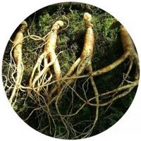 Raiz de Ginseng