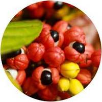 Paulinia Cupana - Guarana