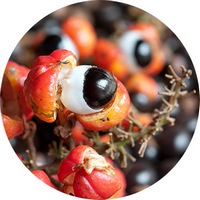 Paulinia Cupana - Guarana