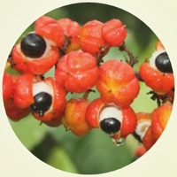 Paulinia Cupana - Guarana