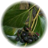 Gugulon: Commiphora Mukul