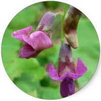 Lathyrus Odoratus