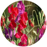 Lathyrus Odoratus