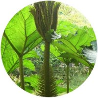 Gunnera Manicata