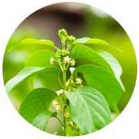 Gymnema Silvestre