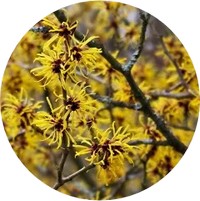 Hamamelis - Witch Hazel