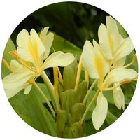 Hedychium Flavum