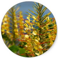 Hedychium Gardnerianum - Kahili Ginger