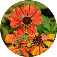 Helenium