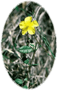 Helianthemum Ovatum