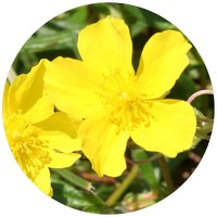 Helianthemum Nummularium