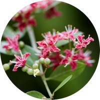 Henna - Lawsonia Inermis