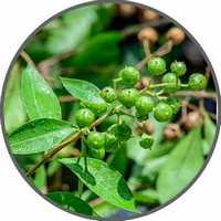 Henna - Lawsonia Inermis